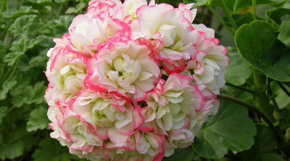 Appleblossom
