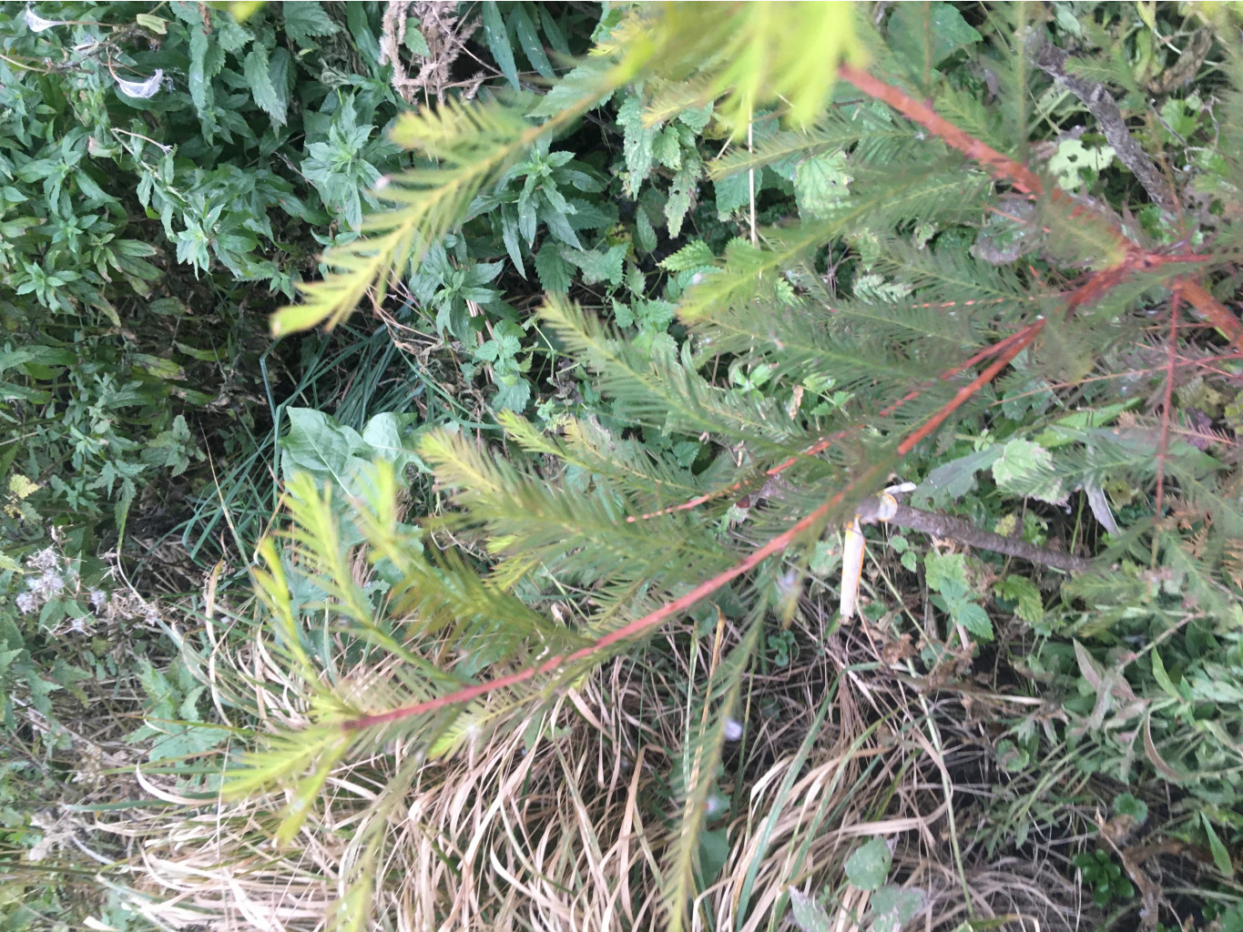 Taxodium distichum