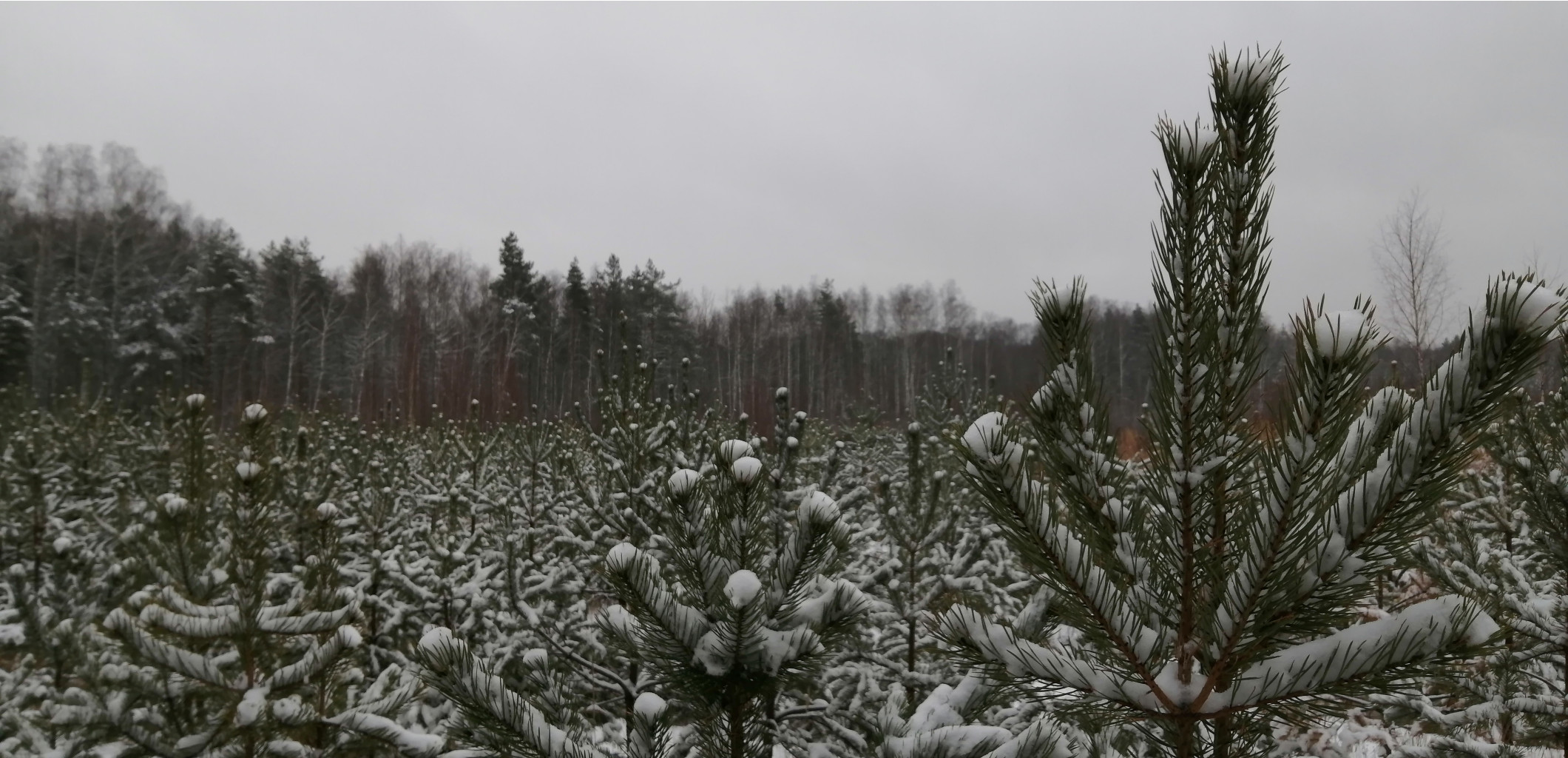 IMG 20201129 111155.jpg