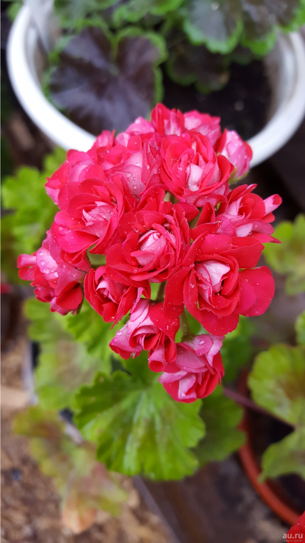 5f27d08a7edd4 pelargoniya-temno-rozovaya-rozebudnaya-1-14059565.png