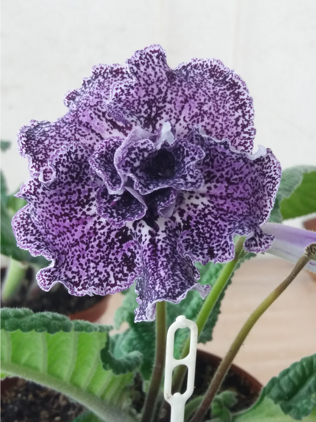 DS-Blackberry.jpg