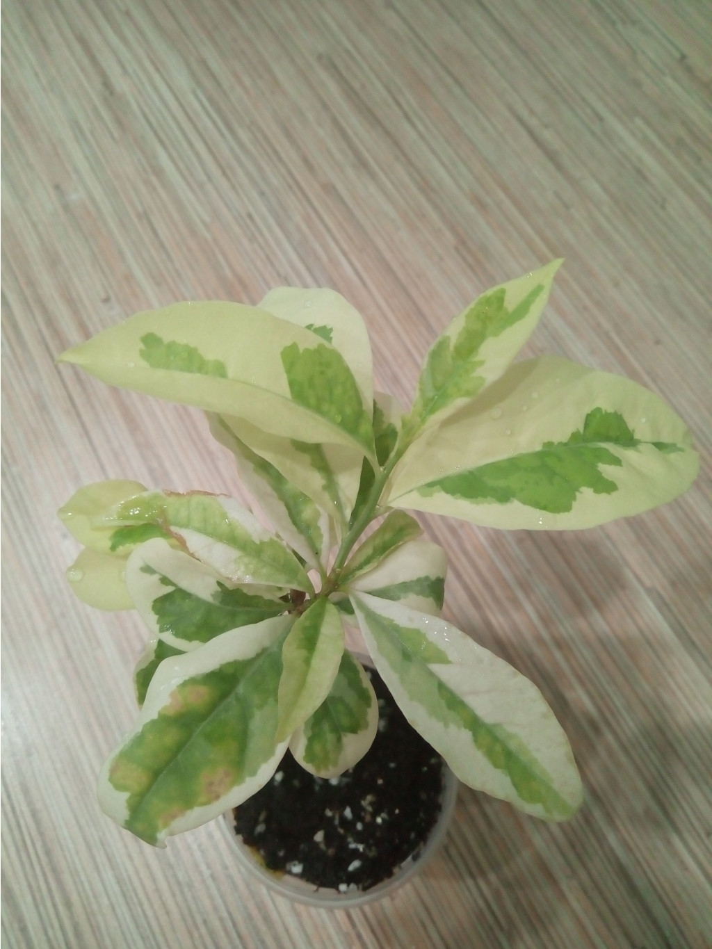 Brunfelsia latifolia variegated: