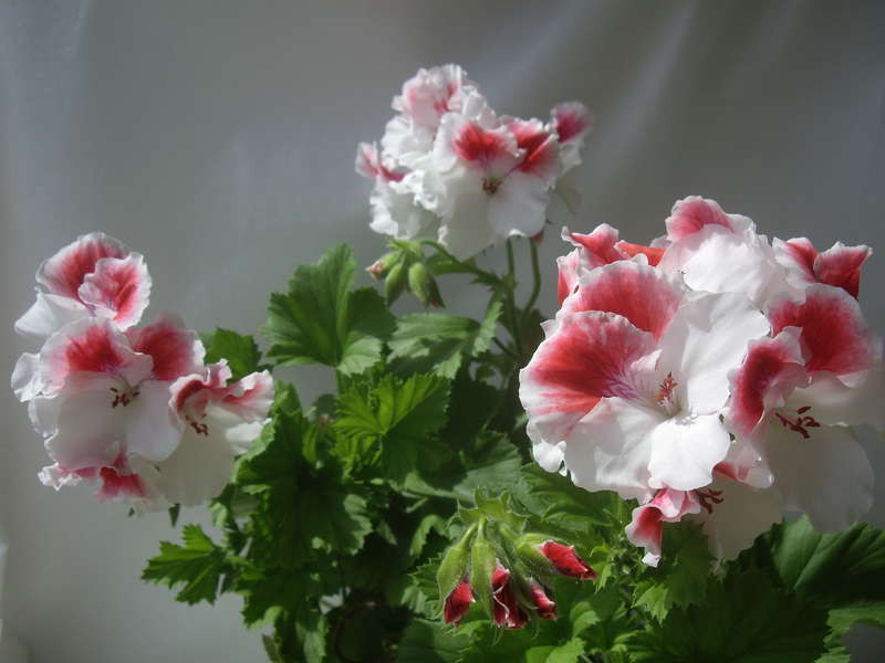13 Пеларгония 'First Blush'