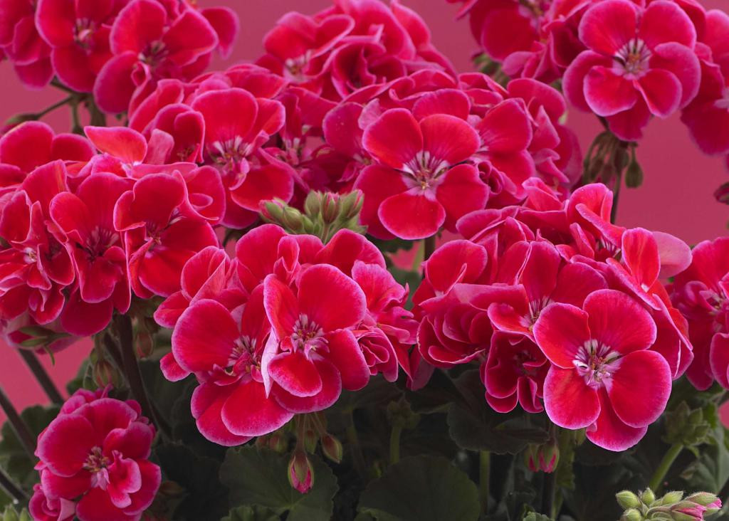 Пеларгония зональная Toscana Castello Rose Eye (Tammo)