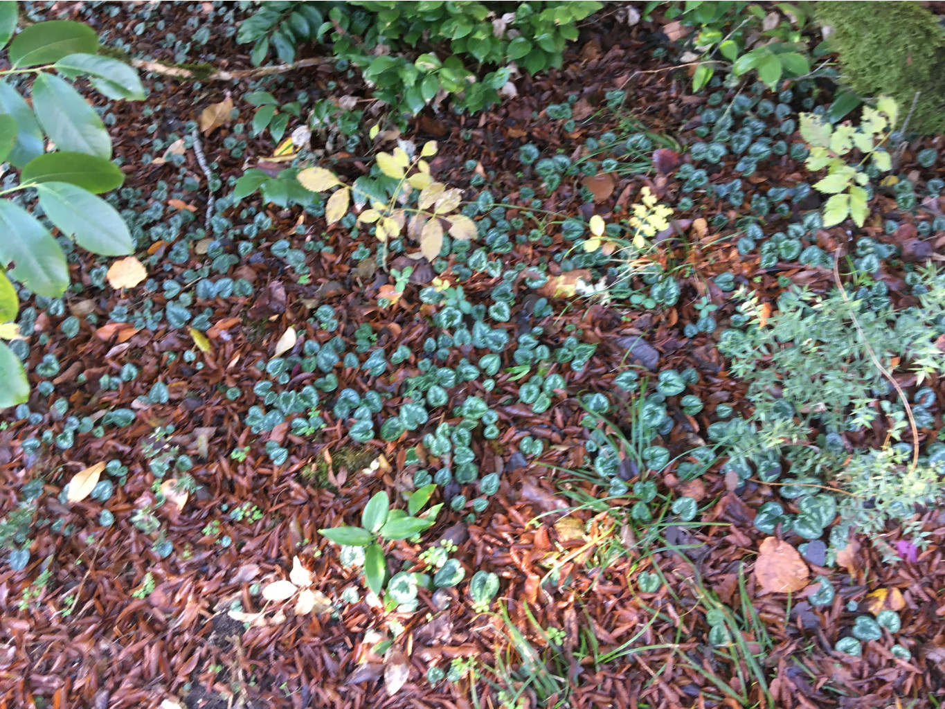 IMG 2812.JPG