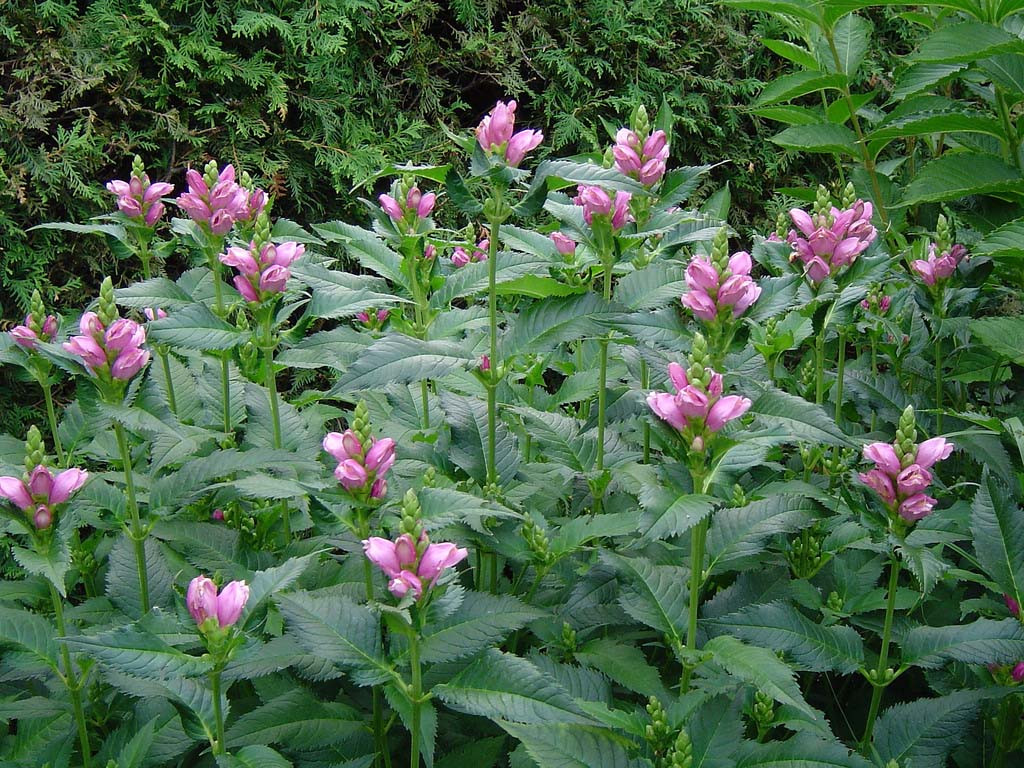   (Chelone obliqua).