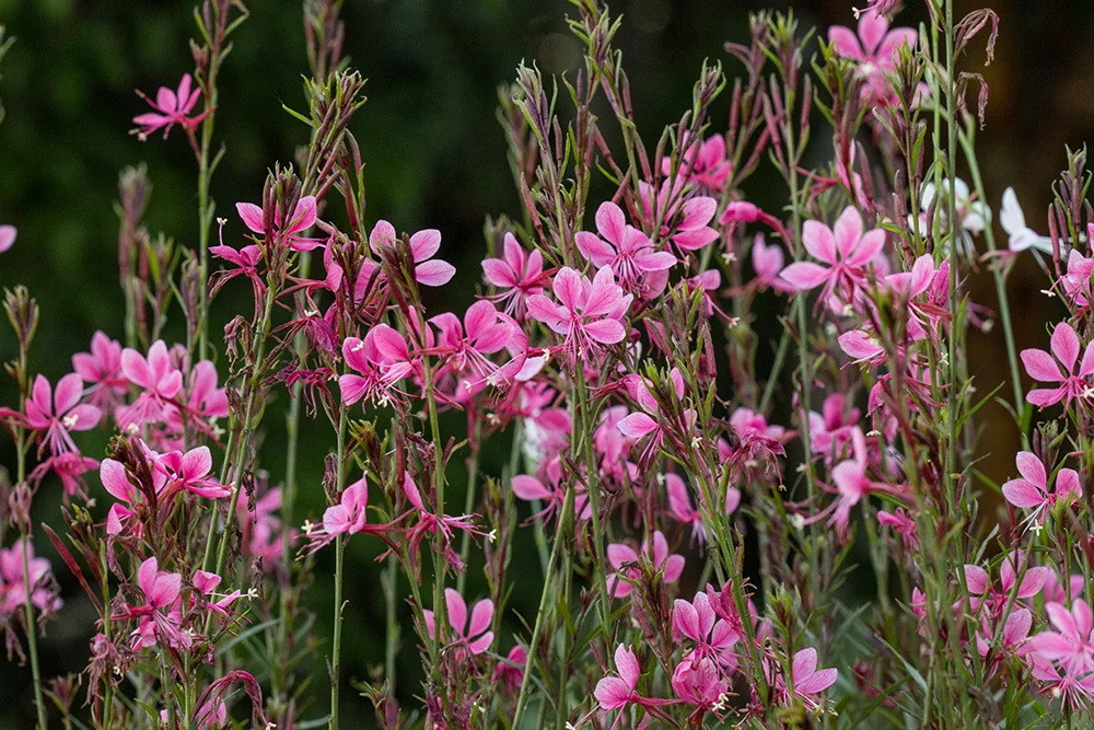   (Gaura lindheimeri).jpg