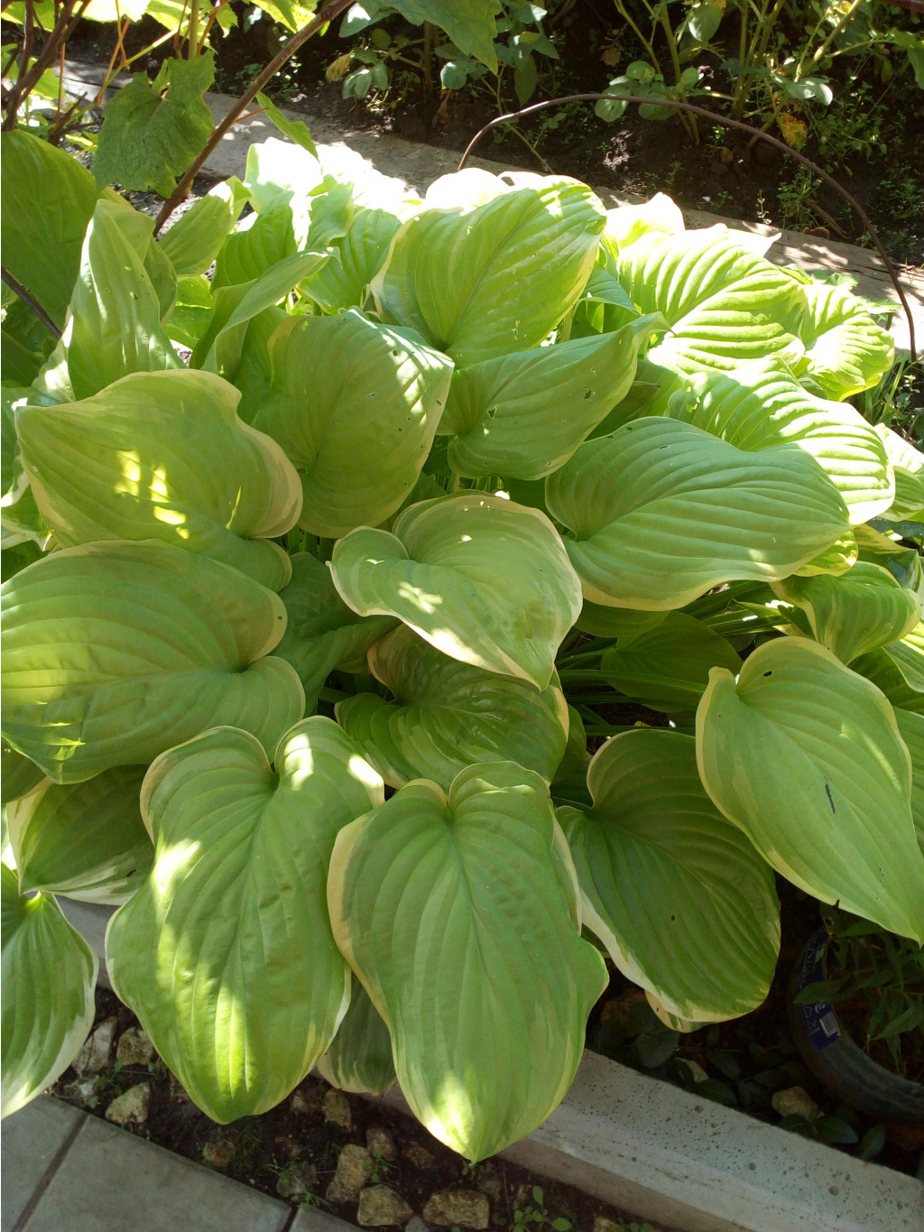 Hosta Fragrant Bouquet