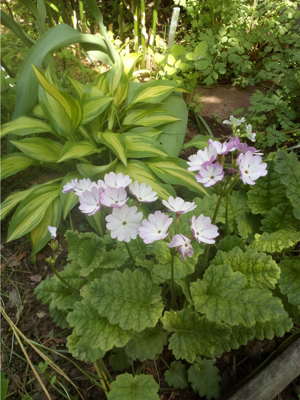 IMG 20190603 100222.jpg