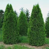  Thuja occidentalis Smaragd C3 50-70  5,16 .  1