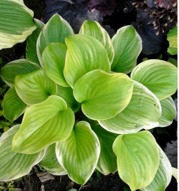 Hosta Fragrant Bouquet. 150,  2-3 .