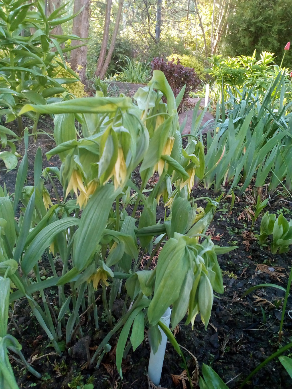    (Uvularia perfoliata)         .  2 (  ,5) 250.  1 ( 1) 350