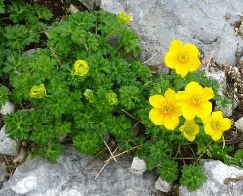  trollius ranunculoides.jpg