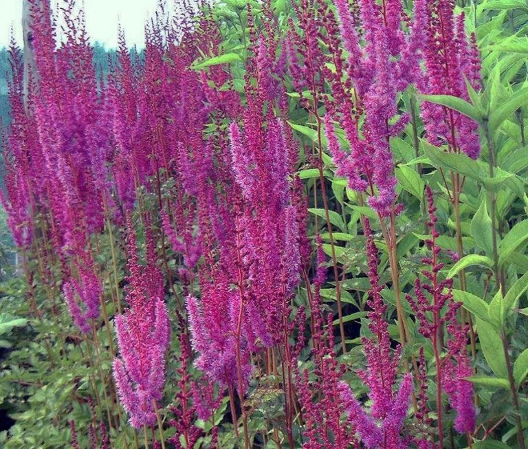   (Astilbe Purpurkerze) 100. 1