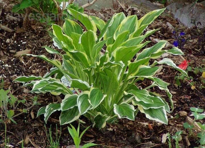 Hosta So Sweet,100,  2