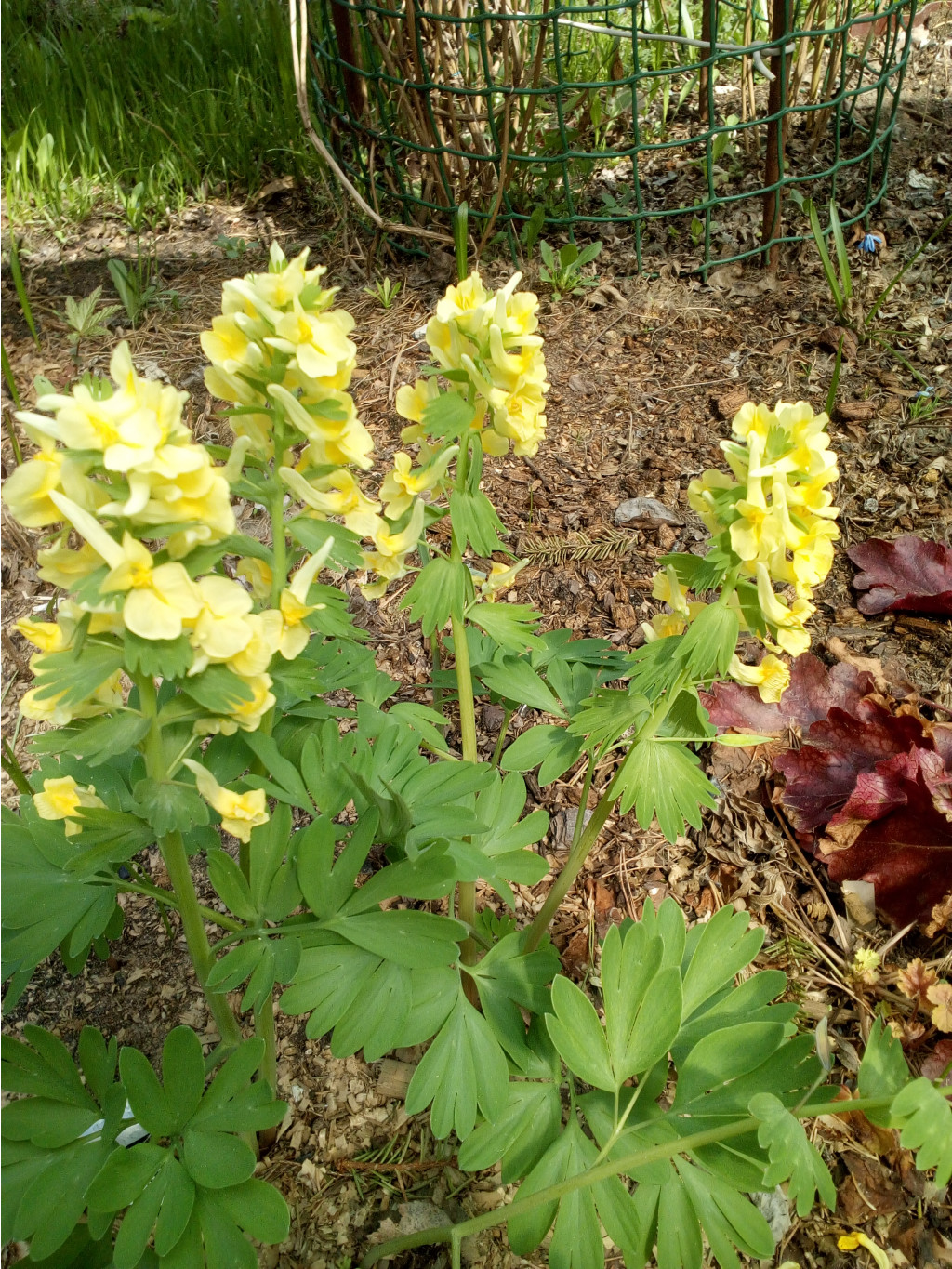 IMG 20190509 123455.jpg