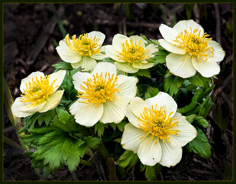  Trollius laxus albiflorus.jpg