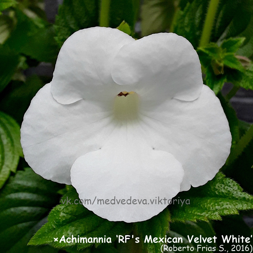 Rf's Mexican velvet White (..) - 250 .