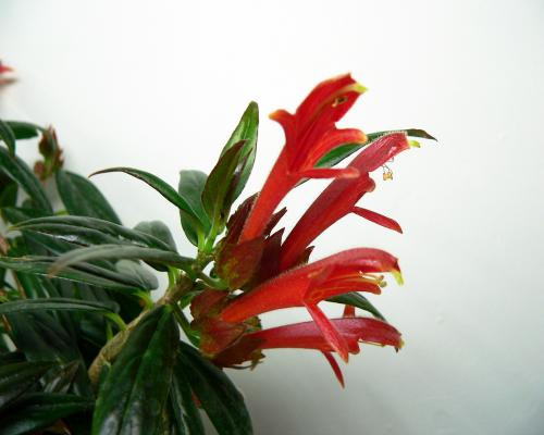 Колумнея Crimson spike - 200 руб.jpg