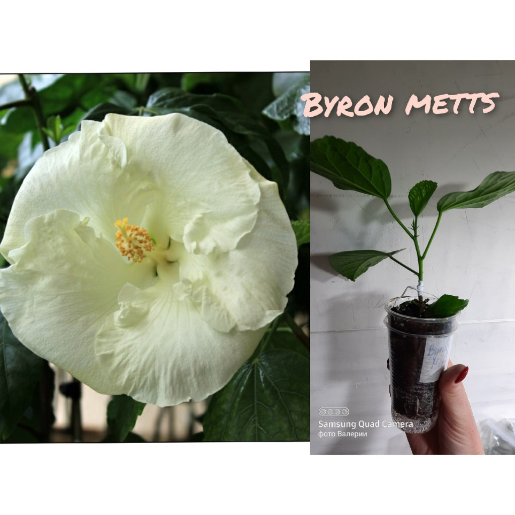 Byrron Metts