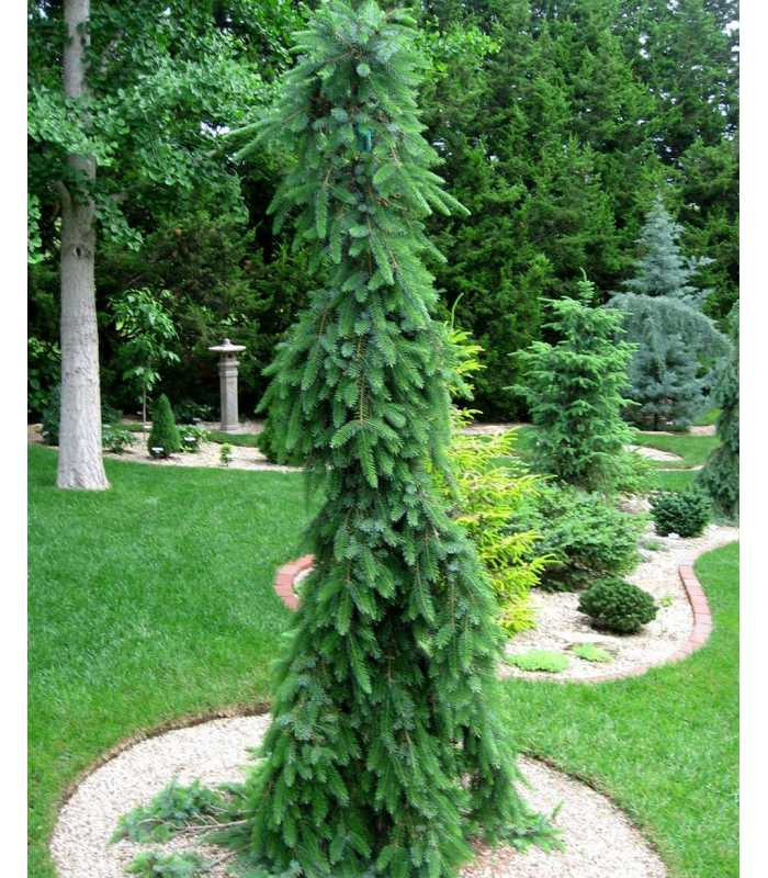   (Picea omorika Bruns) C2 20-30, 2523 
