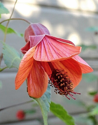 Fairy Coral Red - 250 руб.jpg