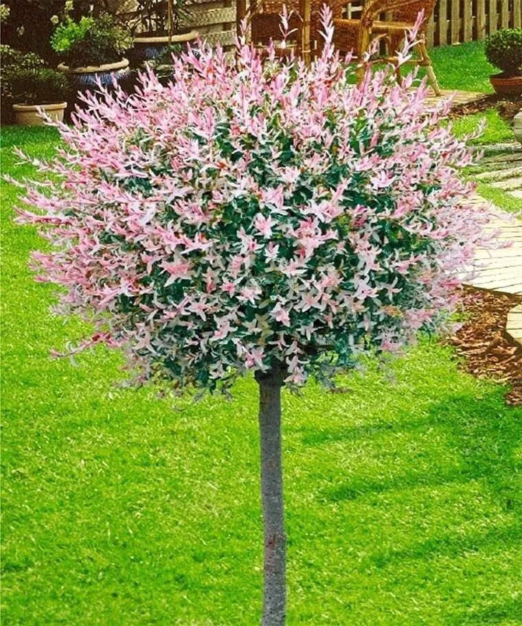   (Salix integra Hakuro-nishiki) C5 PA 100-120, 3200 