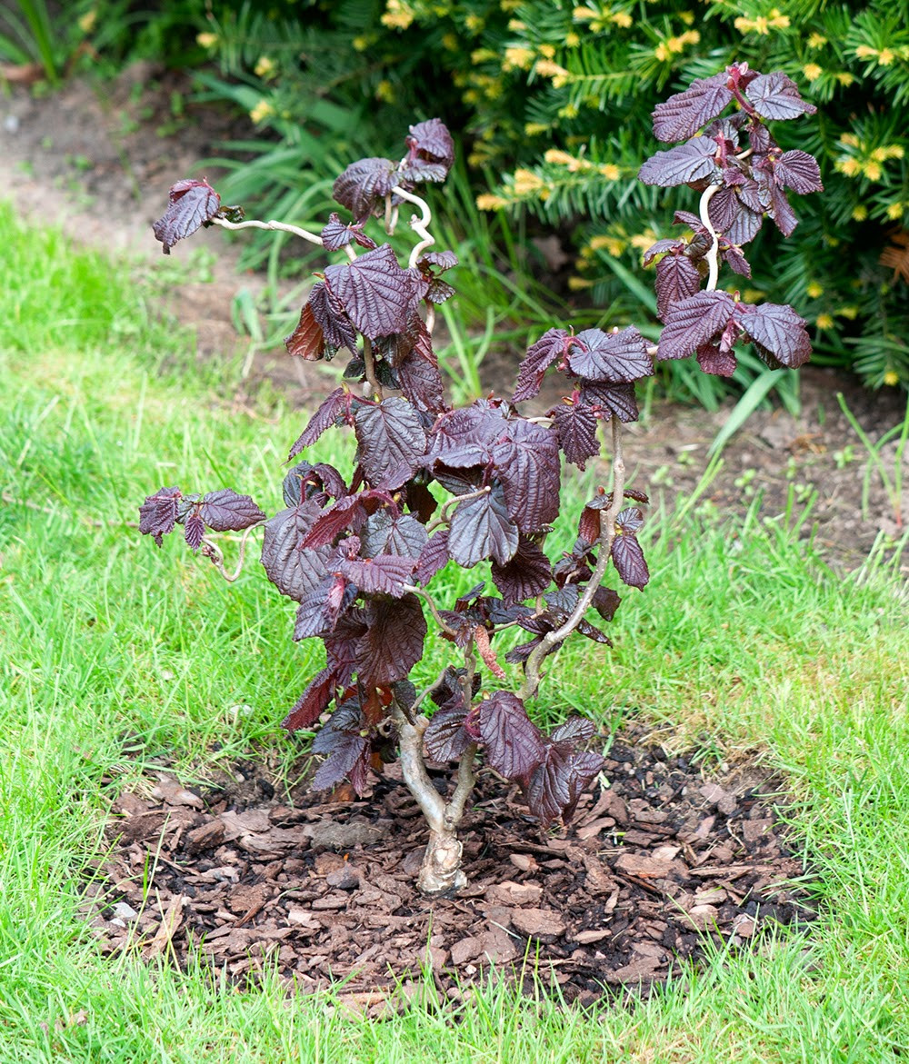   (Corylus avellana Red Majestic) C3-5, 3200 