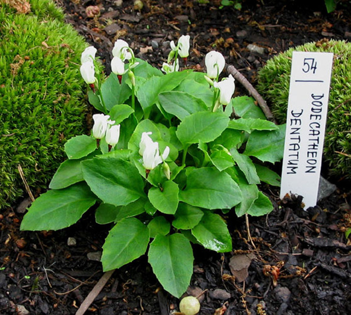   (Dodecatheon dentatum) 250.  5.