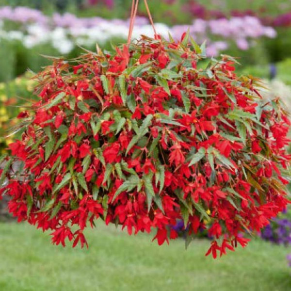 22 Begonia SUMMERWINGS Deep Red.jpg