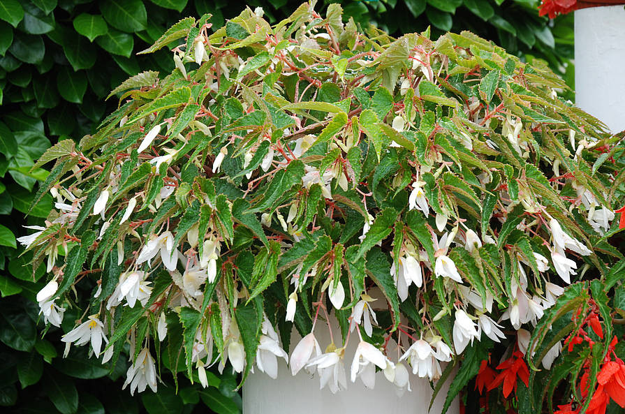 20 Begonia SUMMERWINGS White Elegance.jpg