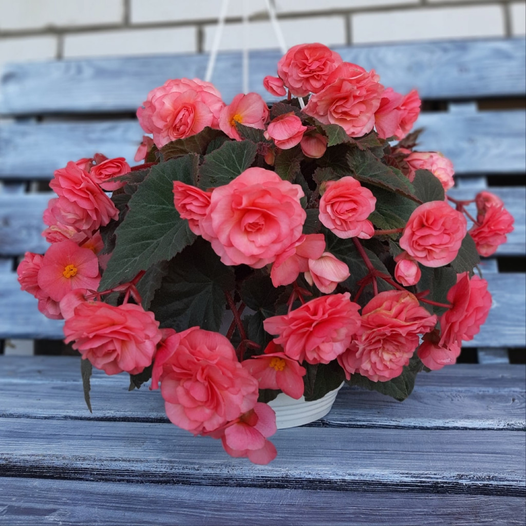 Sweetspice English rose
