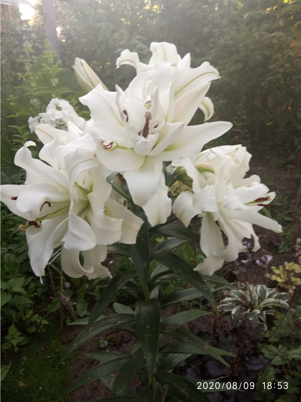 IMG 20200809 185322.jpg