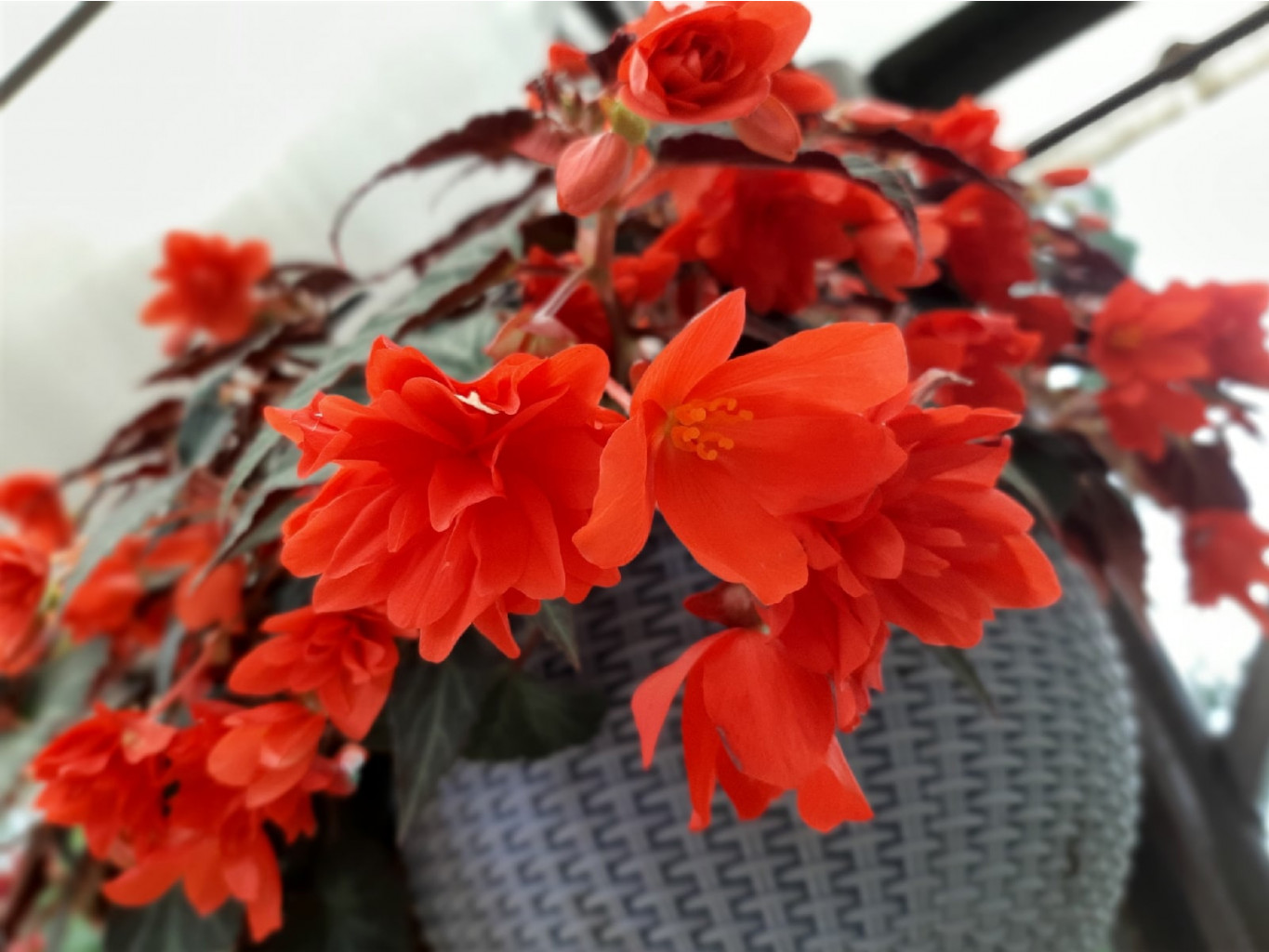 Summerwings double red