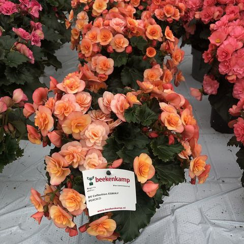 3  BK Collection ESMAY PEACH.jpg