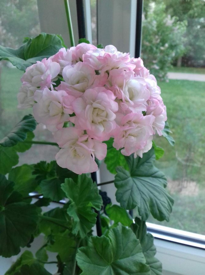 Apple Blossom Rosebud