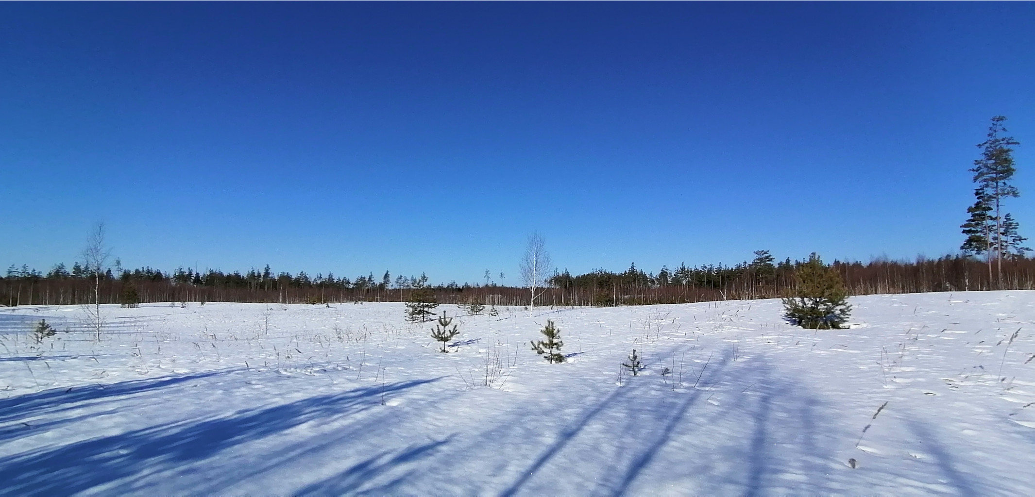 IMG 20210328 084011.jpg