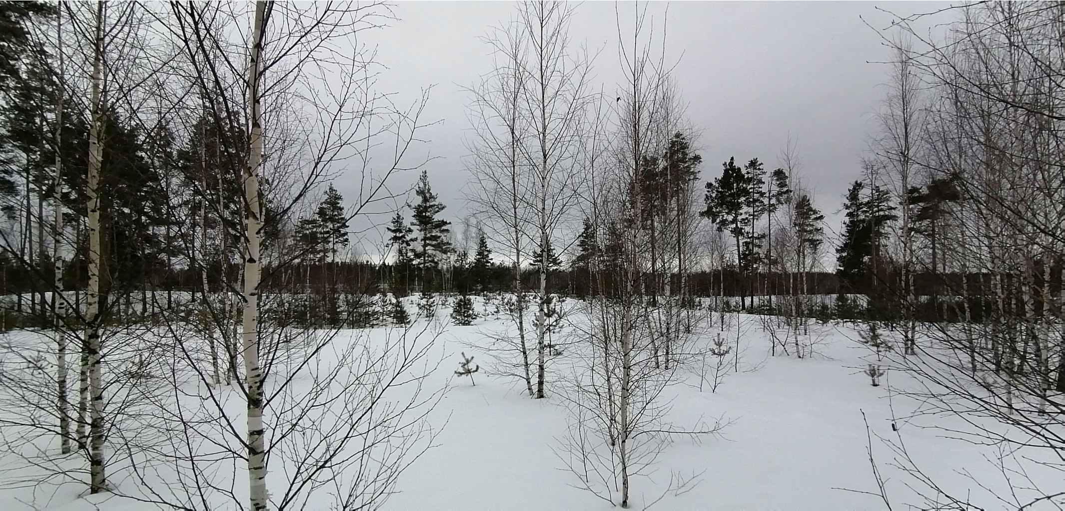 IMG 20210320 112419.jpg