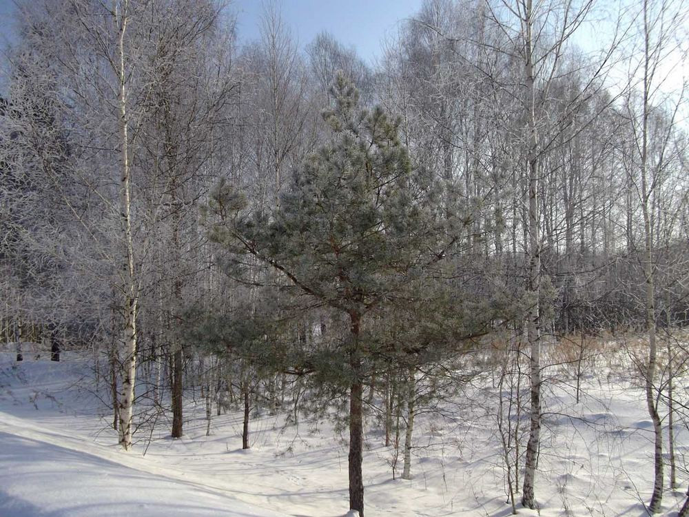https://img.nn2.ru/galleryview/0/userfiles/data/ufiles/2021-03/ec/29/b8/6048ef8c171cb_dscf4169.JPG