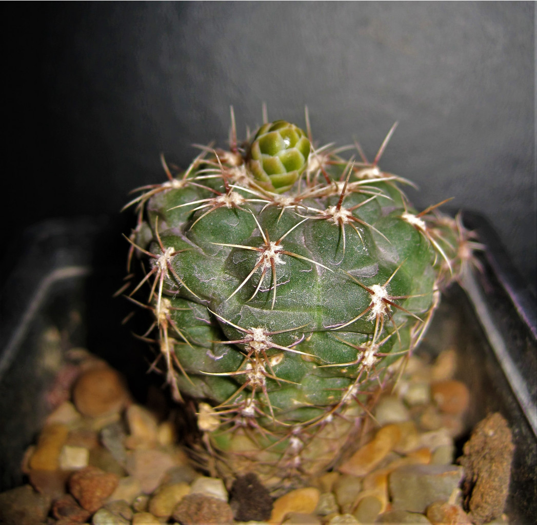 Gymnocalycium andrae bud