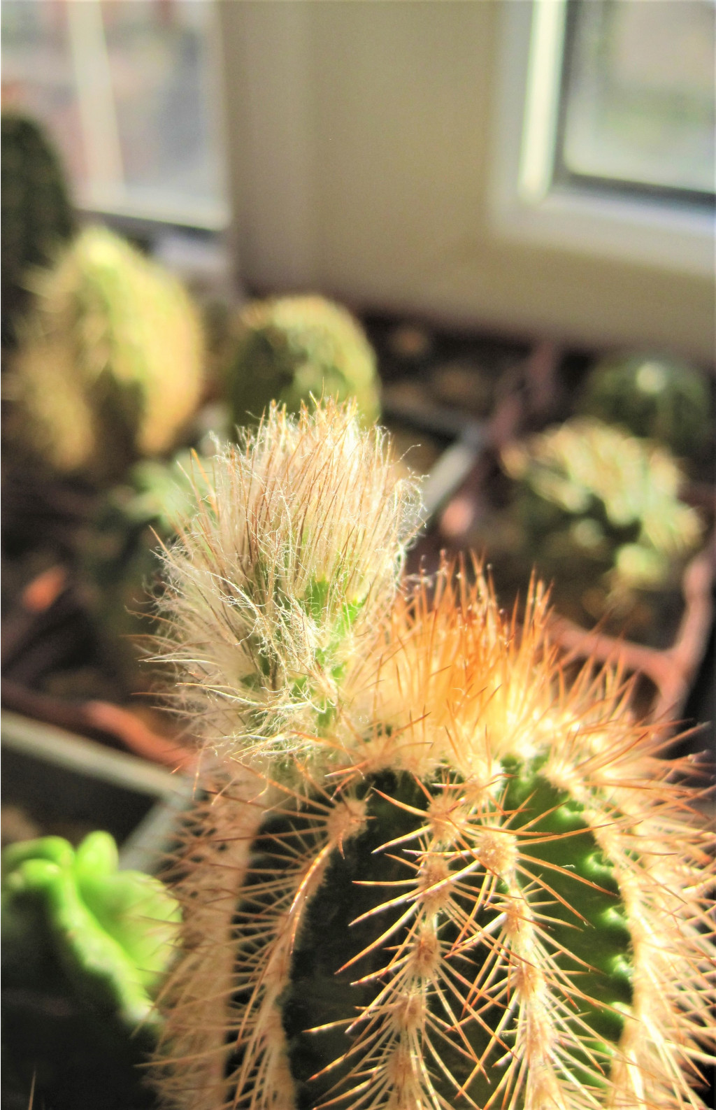 Echinocereus baileyi