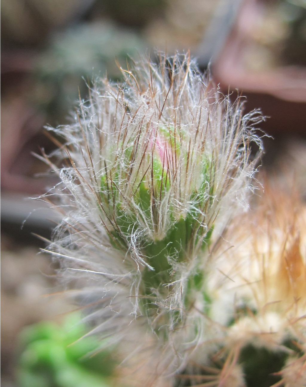 Echinocereus baileyi