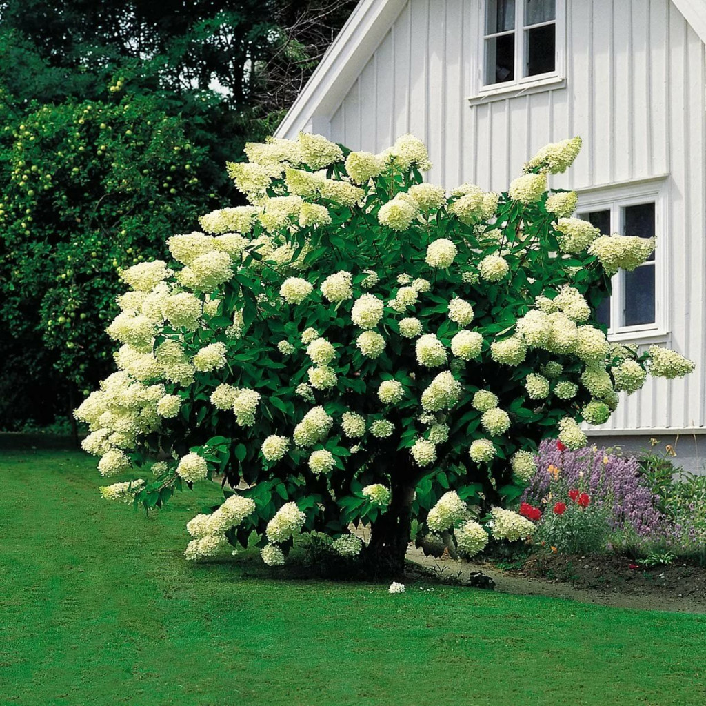  (Hydrangea paniculata Grandiflora) 7,5  PA 100+, 5590 