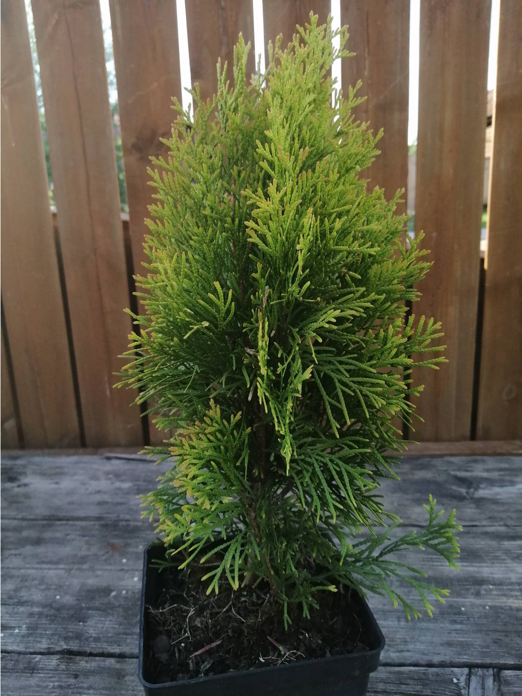   (Thuja occidentalis Golden Smaragd) 2-3 40-50, 899 