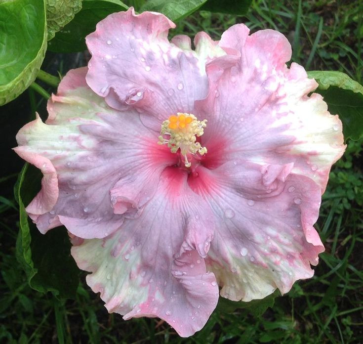 Moorea Hanging Garden
