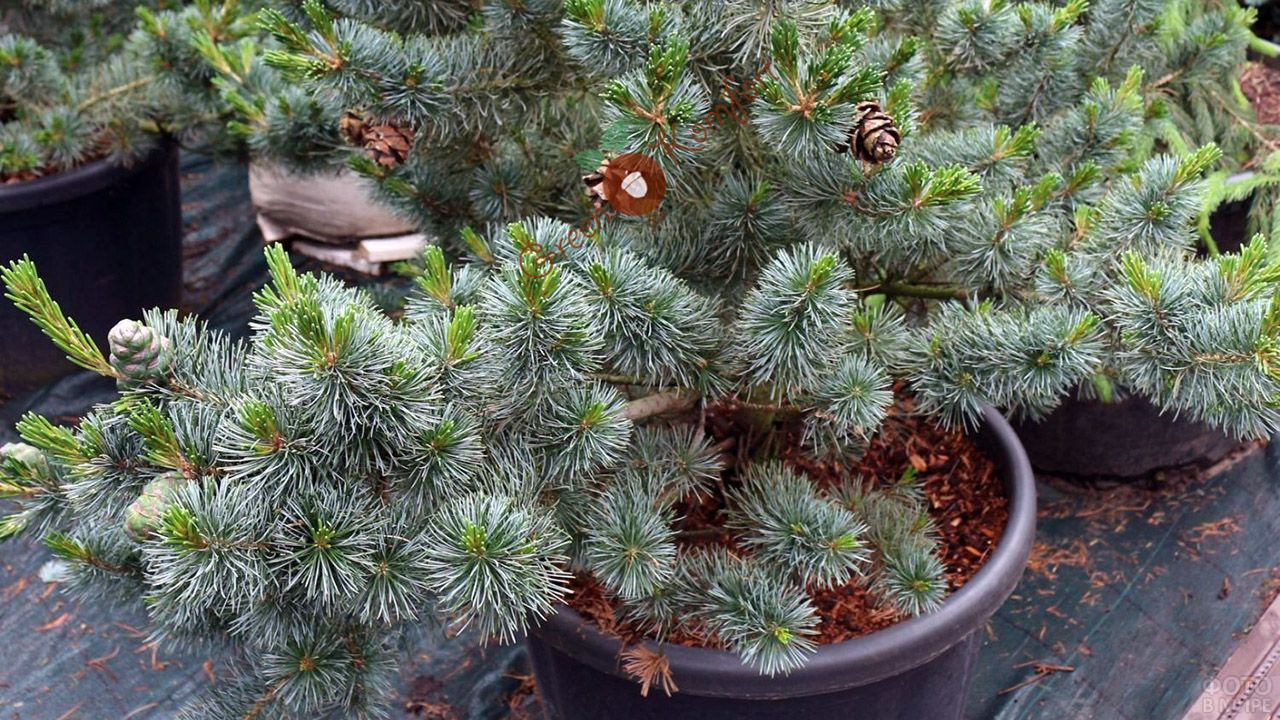   (Pinus parviflora Negishi) C3 30-50, 3380 