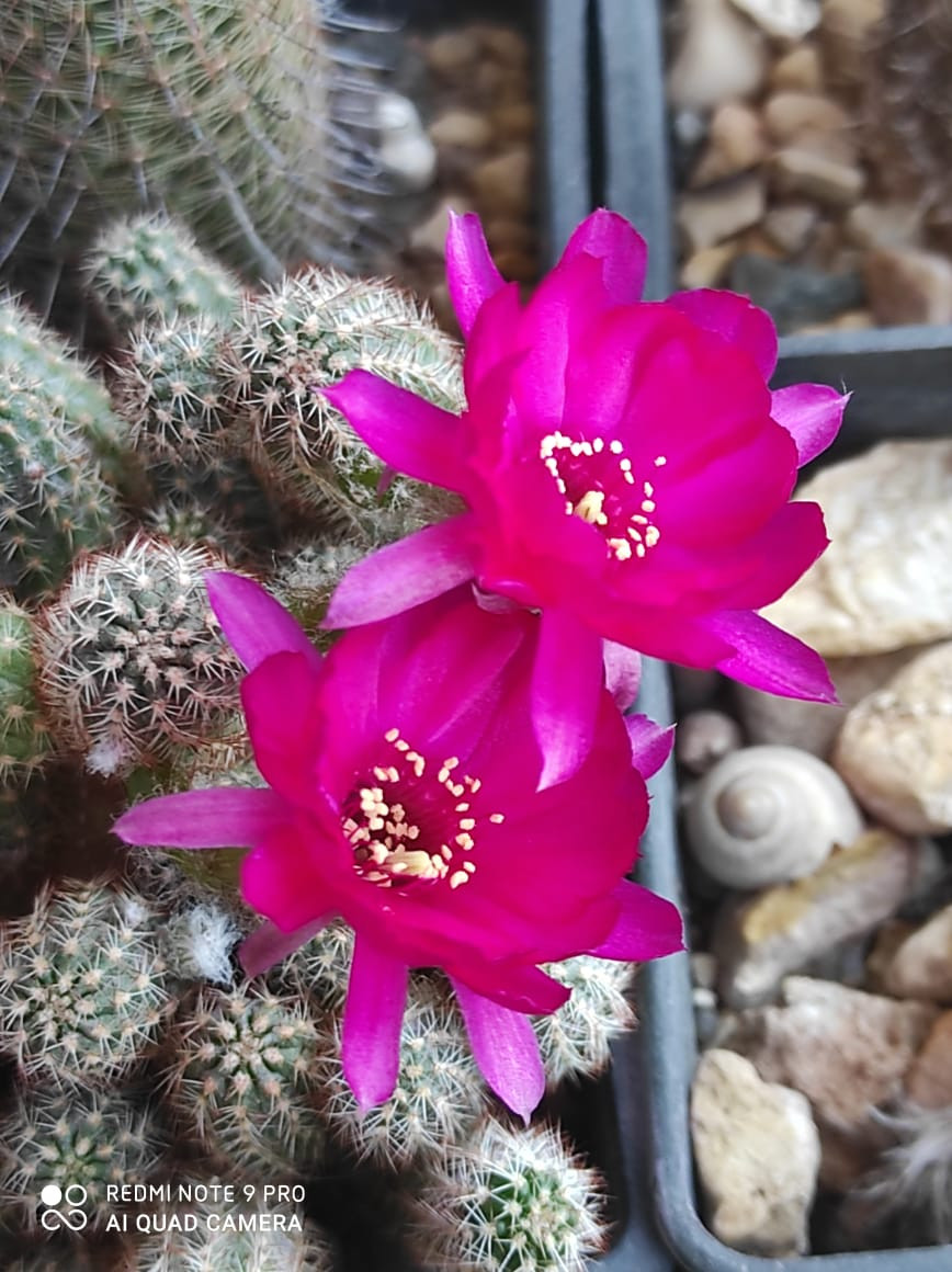 Chamaecereus hybrid Violet