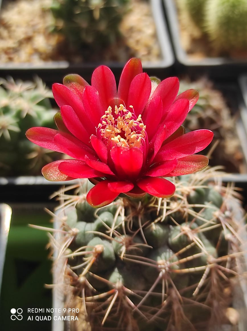 Gymnocalycium baldianum