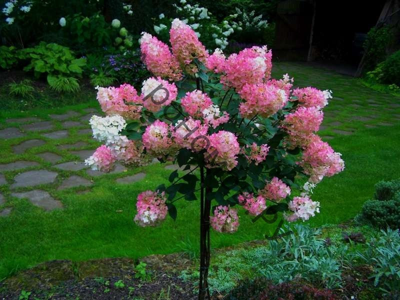  (Hydrangea paniculata Vanille Fraise) 7,5 PA 100+, 6600 