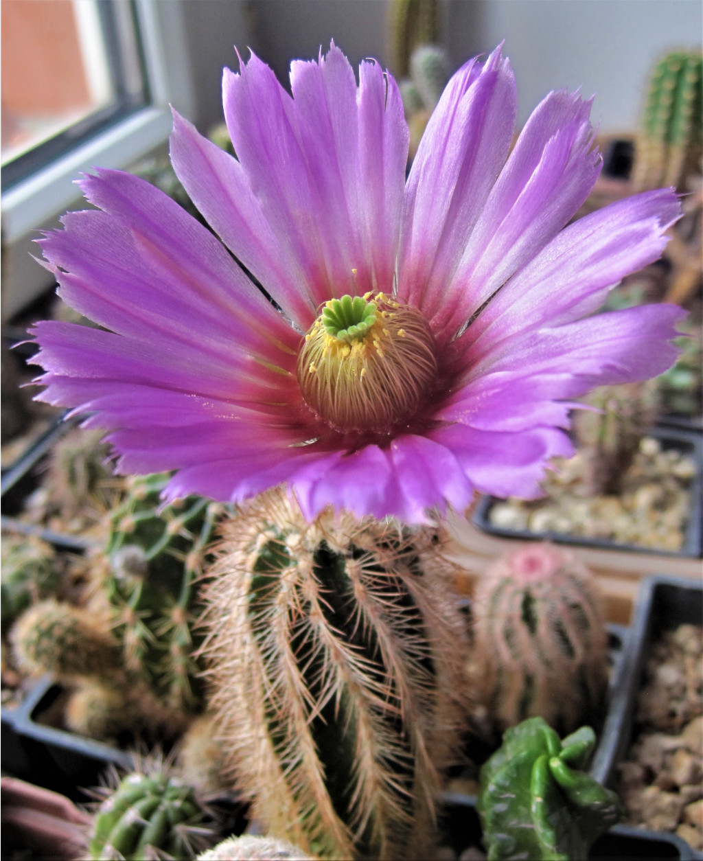 Echinocereus baileyi